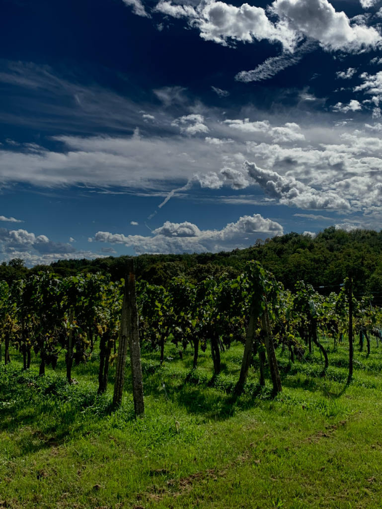 Weingärten in Heiligenbrunn