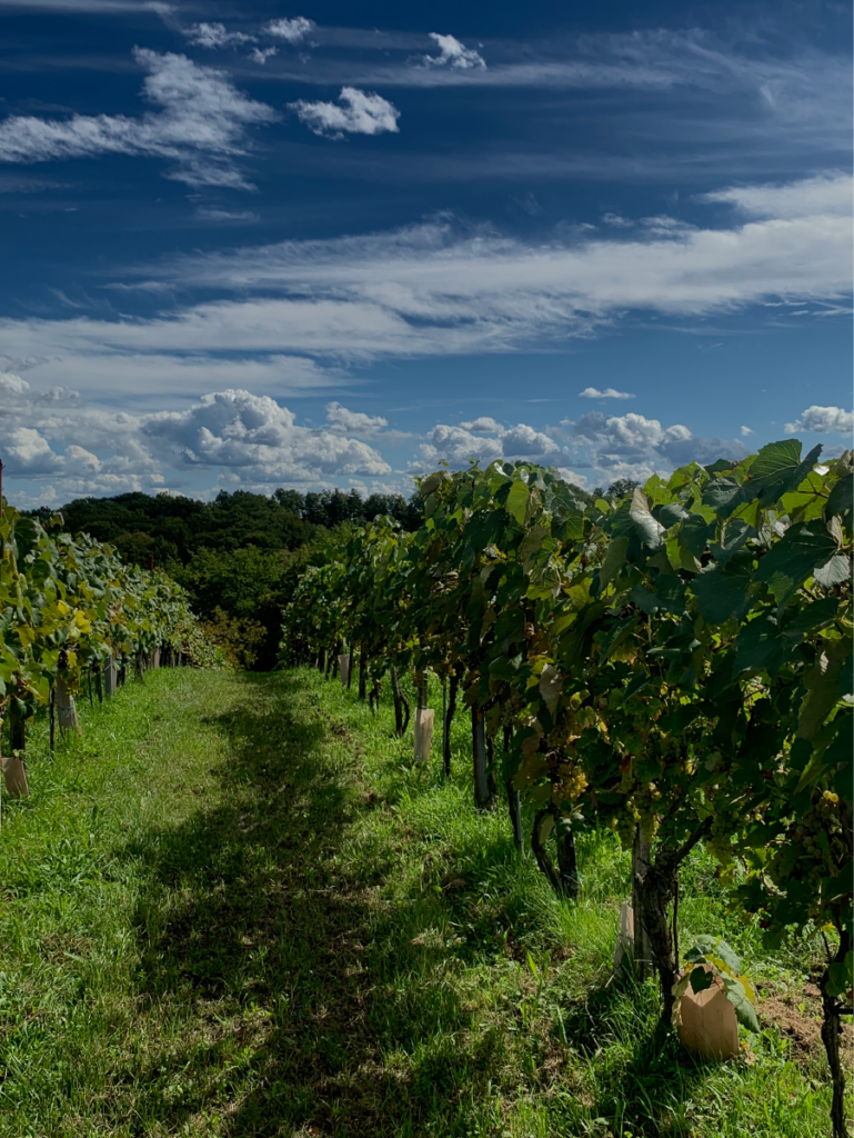 Weingärten in Heiligenbrunn