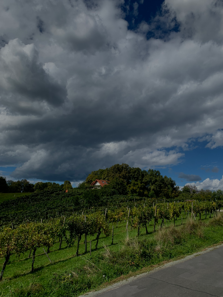 Weingärten in Heiligenbrunn